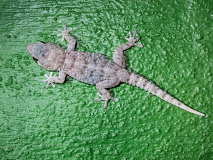 Gomero Wall Gecko (Tarentola gomerensis)