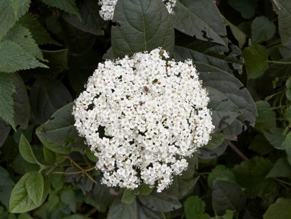 Laurustinus Viburnum (Viburnum tinus rigidum)