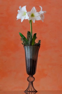 Flowering white Amaryllis (Hippeastrum) in a vase against an orange wall