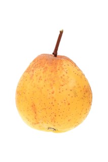 Fruit of a service tree (Sorbus domestica) shaped like a pear