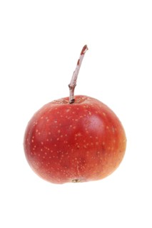 Fruit of a service tree (Sorbus domestica)