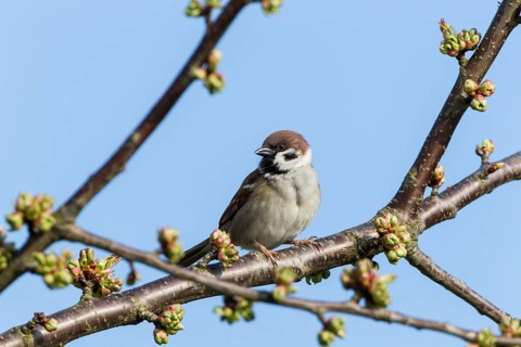 Tree Sparrow (Passer montanus)