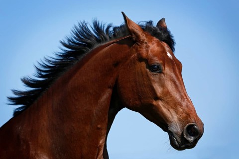 Holsteiner horse