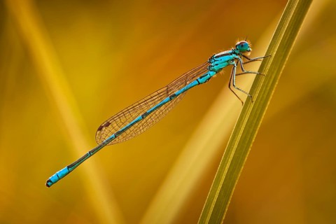Azure Damselfly (Coenagrion puella)