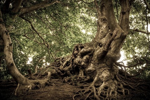 Ancient Beech (Fagus) in a forest