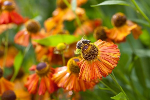 Sneezeweed (Helenium) with honeybee