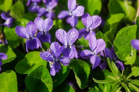 Wood Violet