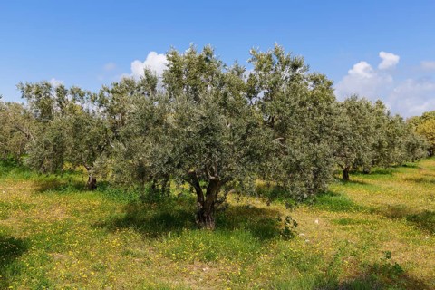 Olive grove