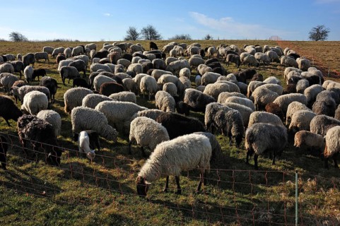 Flock of sheep in a pen on a pasture in the morning light
