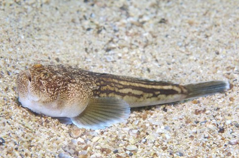 Atlantic stargazer (Uranoscopus scaber)
