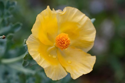 Flowering Yellow Horned Poppy (Glaucium flavum)