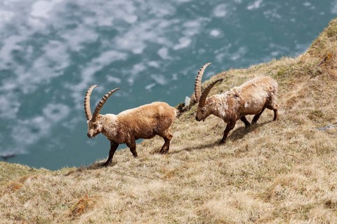 Alpine Ibex (Capra ibex)