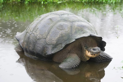 Galapagos Giant Tortoise (Chelonoidis nigra) in a pond