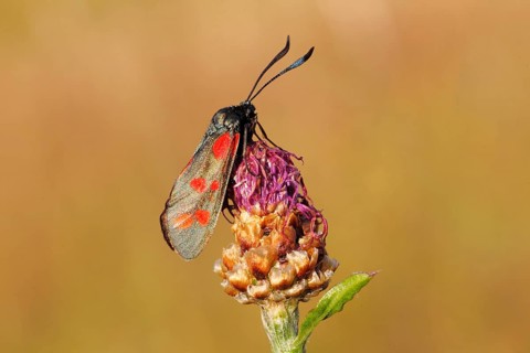 Six-spot Burnet (Zygaena filipendulae