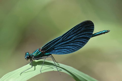 Blue-winged Beautiful Demoiselle (Calopteryx virgo)