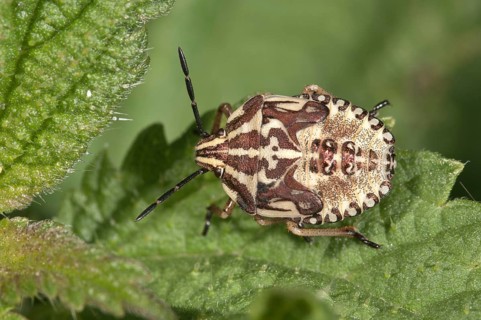 Purple Shield Bug (Carpocoris purpureipennis)