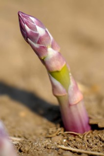 English asparagus spear growing in the field