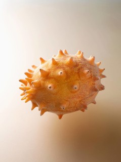 Horned melon