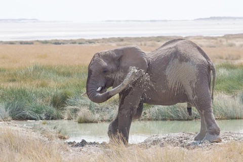 African Elephant (Loxodonta africana) sprayed itself with water
