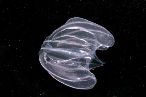 Warty Comb Jelly (Mnemiopsis leidyi)