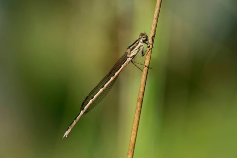 Common Winter Damselfly (Sympecma fusca)