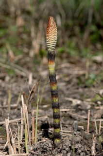 Fertile spore-bearing stem of a Field Horsetail or Common Horsetail (Equisetum arvense)