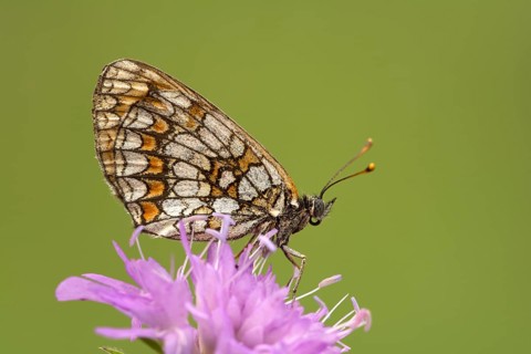 Knapweed fritillary (Melitaea phoebe) sits on flake flower