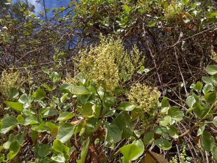 Canary Islands Sorrel (Rumex lunaria)