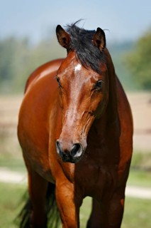 Holsteiner horse