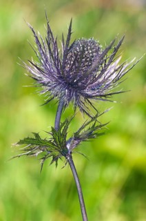 Alpine Sea Holly