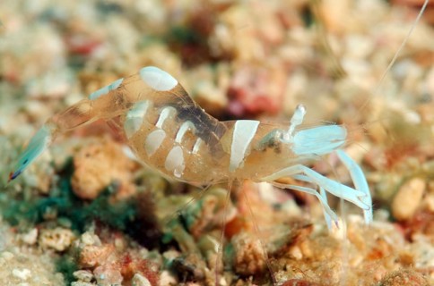 Magnificent shrimp (Periclimenes magnificus)