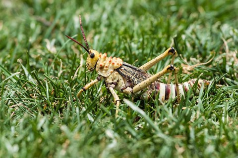 Phymateus Grasshopper (Phymateus morbillosus) in the grass
