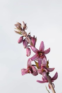 Martagon or Turk's Cap Lily (Lilium matagon)