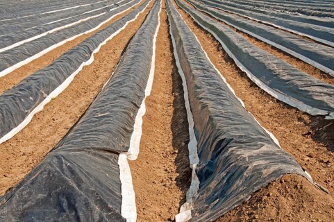 Asparagus field covered with plastic sheets