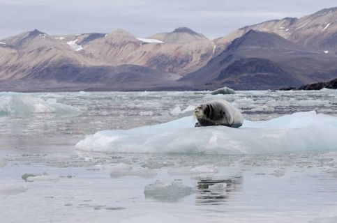 Bearded Seal (Erignathus barbatus) in Fjortende Julibreen