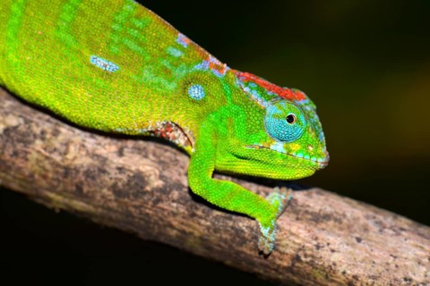 Petter's Chameleon (Furcifer petteri)