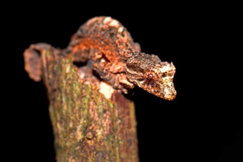 Leaf-tailed Gecko (Uroplatus alluaudi)