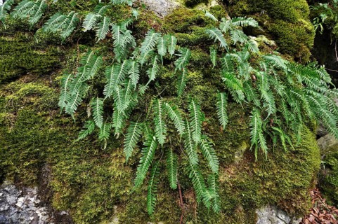 Hard Shield Fern (Polystichum aculeatum) on a moss-covered rock