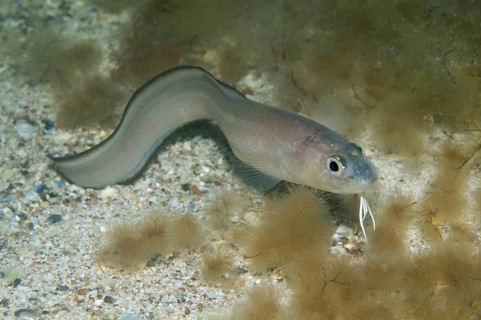 Roche's Snake Blenny (Ophidion rochei)