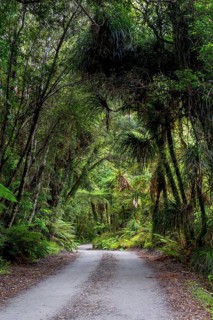 Forest trail in the middle of a New Zealand jungle