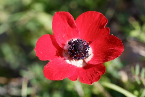 Crown Anemone