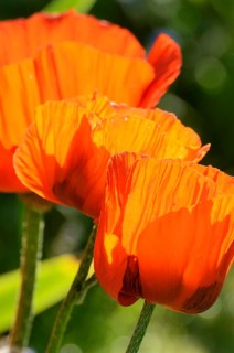 Oriental Poppy (Papaver orientale)