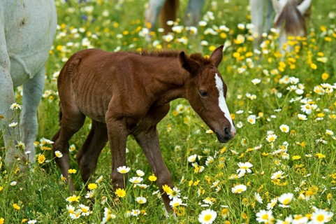 Newborn Arabian foal taking its first steps on a flower meadow