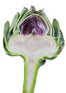 Cardoon or Artichoke Thistle (Cynara cardunculus