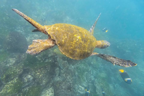 Green Sea Turtle or Pacific Green Turtle (Chelonia mydas japonica) and a Passer Angelfish or King Angelfish (Holacanthus passer)