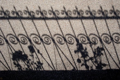 Shadow of a fence and roses on a pavement