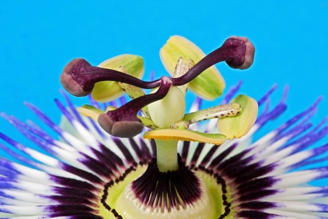 Blue Passion Flower (Passiflora caerulea)