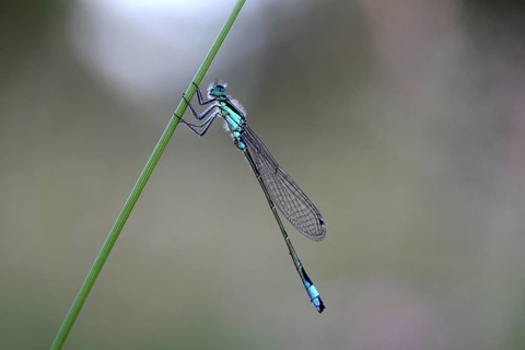 Blue-tailed Damselfly (Ischnura elegans)