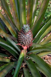 Pineapple (Ananas comosus)