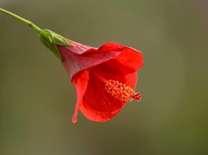 Red hibiscus flower (Hibiscus rosa-sinensis)